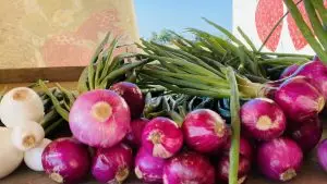 Using MultiFIX on field and row crops leads to a bountiful harvest.