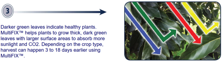 Darker green leaves indicate healthy plants. MultiFIX helps plants to grow thick, dark-green leaves with larger surface areas to absorb more sunlight and CO2. Depending on the crop type, harvest can happen 3 to 18 days earlier using MultiFIX.