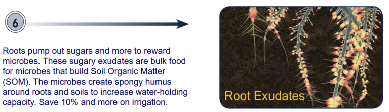 Roots pump out sugars and more to reward microbes. These sugary exudates are bulk food for microbes that build Soil Organic Matter (SOM). The microbes create spongy humus around roots and soils to increase water-holding capacity. Save ten percent and more on irrigation.