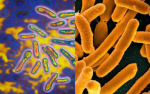 soil microbes and plant growth