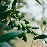 Olives grower customer comments and testimonial thumbnail