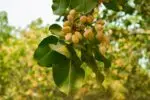 Pistachio farmer customer comments and testimonial thumbnail