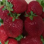Strawberry grower customer comments and testimonials thumb