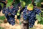 Grape grower customer comments and testimonials thumb