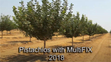 Fast growing new pistachio trees