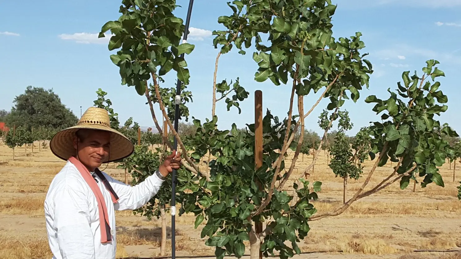 Cutting water use in half in the Mojave desert