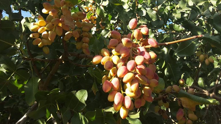 MultiFIX makes your mature trees healthier and stronger