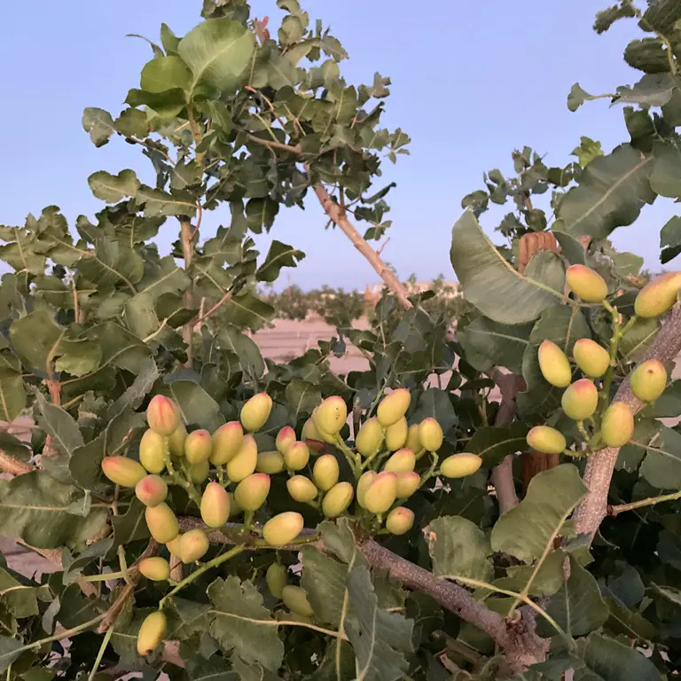 Fourth-leaf pistachio tree grown by Sonny in the Mojave Desert showing vigorous growth after MultiFIX application