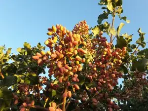 Maximizing production on mature pistachios begins with MultiFIX
