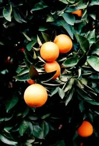 Smarter Farming tips on oranges
