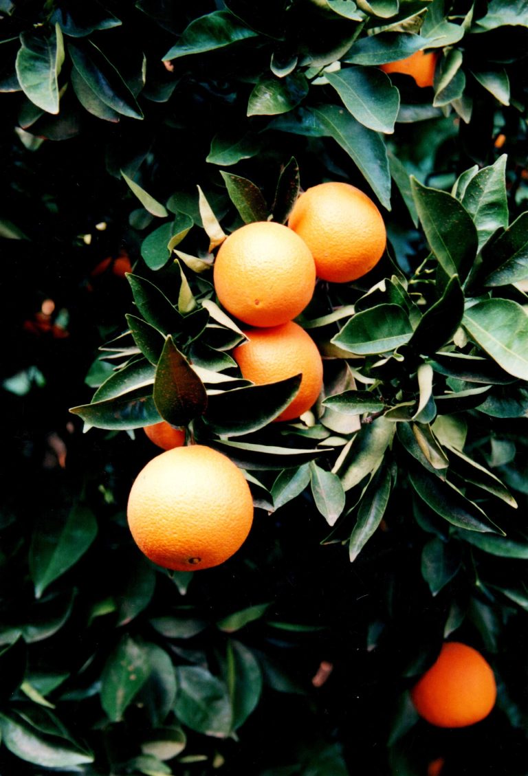 Smarter Farming tips on oranges