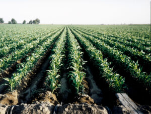 Using MultiFIX on row and field crops