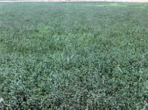 Untreated block is growing but not flowering
