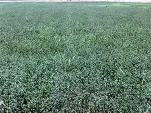 Untreated block is growing but not flowering