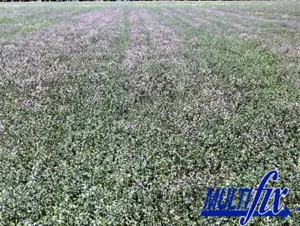 Alfalfa treated with MultiFIX® is flowering rapidly long before the control block