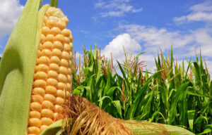 MultiFIX proven beyond reasonable doubt again...this time on corn in a foliar application!