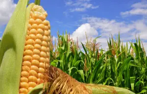MultiFIX proven beyond reasonable doubt again...this time on corn in a foliar application!