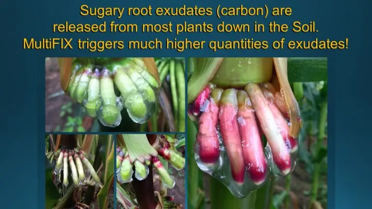 Sugary root exudates are released from most plants. MultiFIX triggers much higher quantities of exudates.