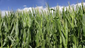 silage corn producer saw production increase 4 tons per acre with MultiFIX