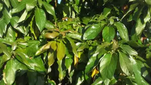 Avocado trees grew more and darker leaves after MultiFIX® was applied