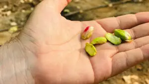 Hands down, the best pistachios are grown with MultiFIX!