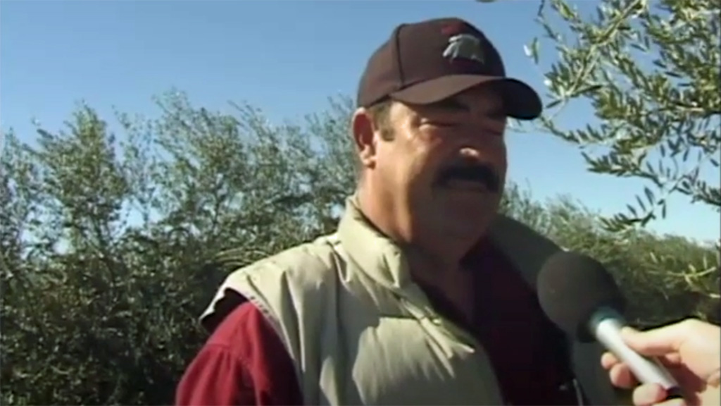 How 100-year-old olive trees get good tonnage