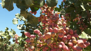 Young pistachio trees are already producing with MultiFIX