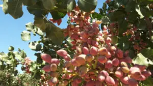 Young pistachio trees are already producing with MultiFIX