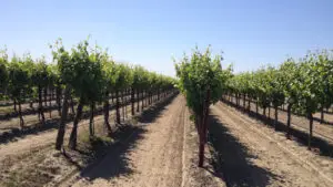 MultiFIX Vineyard Vitality Hub