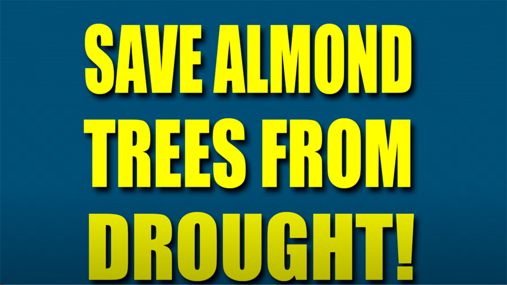 My almond trees went 45 days without water, and I still got a crop!