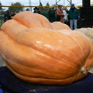 Pumpkins and MultiFIX Testimonial