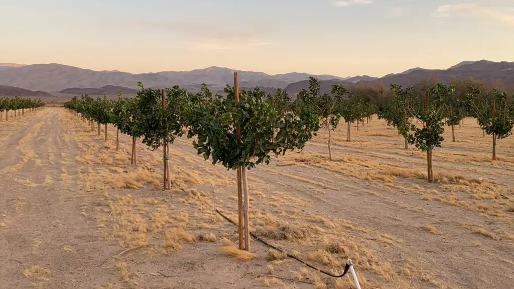 Smarter Farming Tips: Desert Pistachios