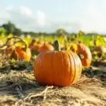Pumpkin farmer customer comments and testimonials thumb