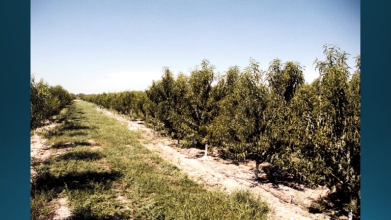 multifix-basic-48-slide-PPT-1280x720 (21)