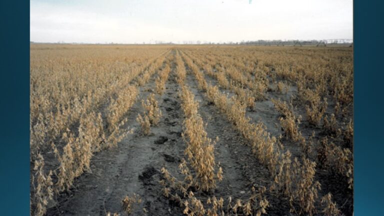 multifix-basic-48-slide-PPT-1280x720 (25)