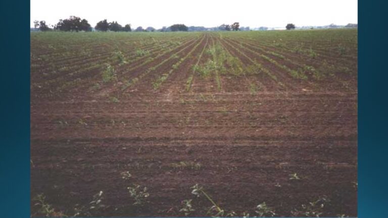 multifix-basic-48-slide-PPT-1280x720 (31)