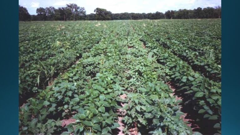 multifix-basic-48-slide-PPT-1280x720 (35)