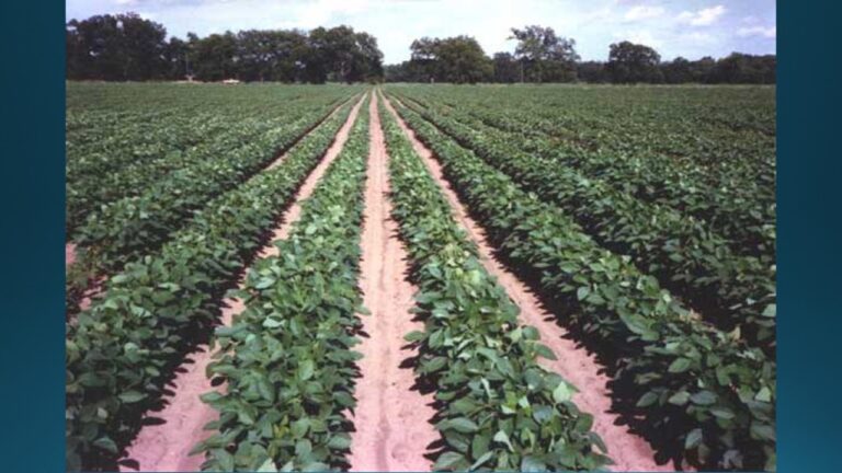 multifix-basic-48-slide-PPT-1280x720 (36)