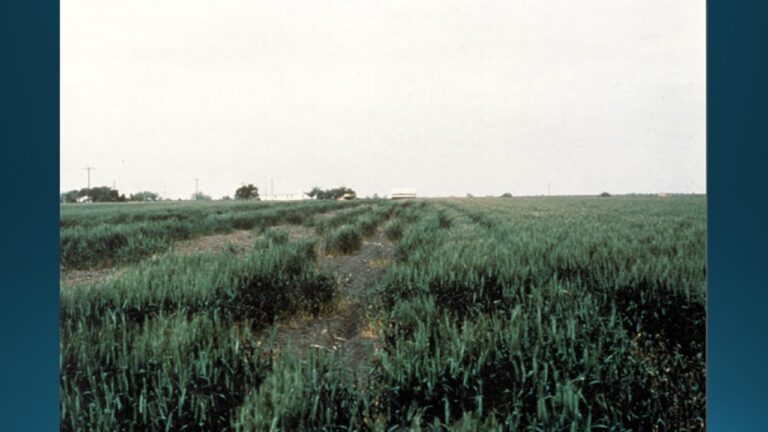 multifix-basic-48-slide-PPT-1280x720 (37)