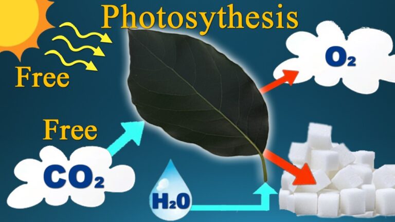 multifix-basic-48-slide-PPT-1280x720 (4)