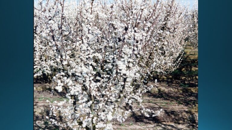 multifix-basic-48-slide-PPT-1280x720 (44)