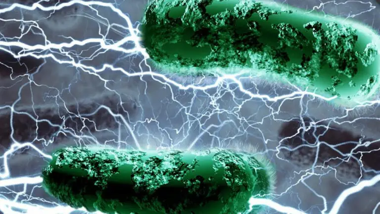 microbial electrogenesis explained
