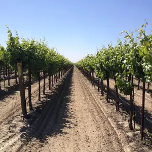 VINEYARDS
