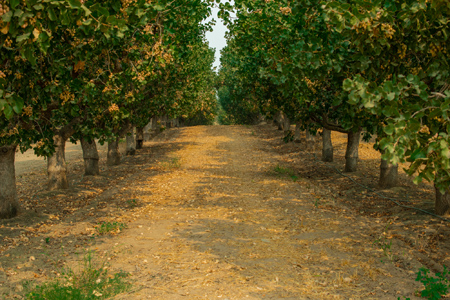 Feed the microbes already in your soil, improve crop quality and maximize yields with our proven solution for better soil health: MultiFIX