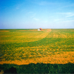 ROW & FIELD CROPS
