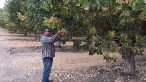 Jose bought MultiFIX to improve his pistachios' soil health. He was surprised to learn he also began reducing his water and electric costs by $1,200 a week.