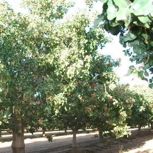 TREES
