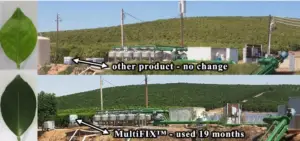 Comparison of citrus tree leaves and orchard landscapes. Top: lighter green leaves and sparse orchard using another product. Bottom: darker green leaves and a thriving orchard after 19 months of MultiFIX use.