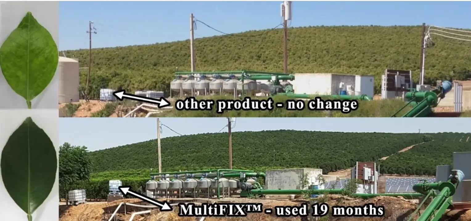Comparison of citrus tree leaves and orchard landscapes. Top: lighter green leaves and sparse orchard using another product. Bottom: darker green leaves and a thriving orchard after 19 months of MultiFIX use.