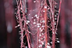Full-size view of glistening root exudate droplets on vibrant red roots, showcasing the release of organic compounds that nourish soil microbes.